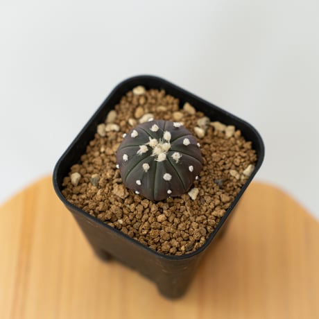 コレクション株❗️ 瑠璃兜錦 綴化 実生 アストロフィツム 瑠璃兜 | STORES