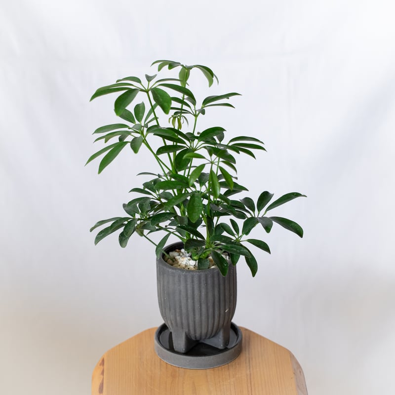 シェフレラ コンパクタ 鉢セット Schefflera arboricola Compacta