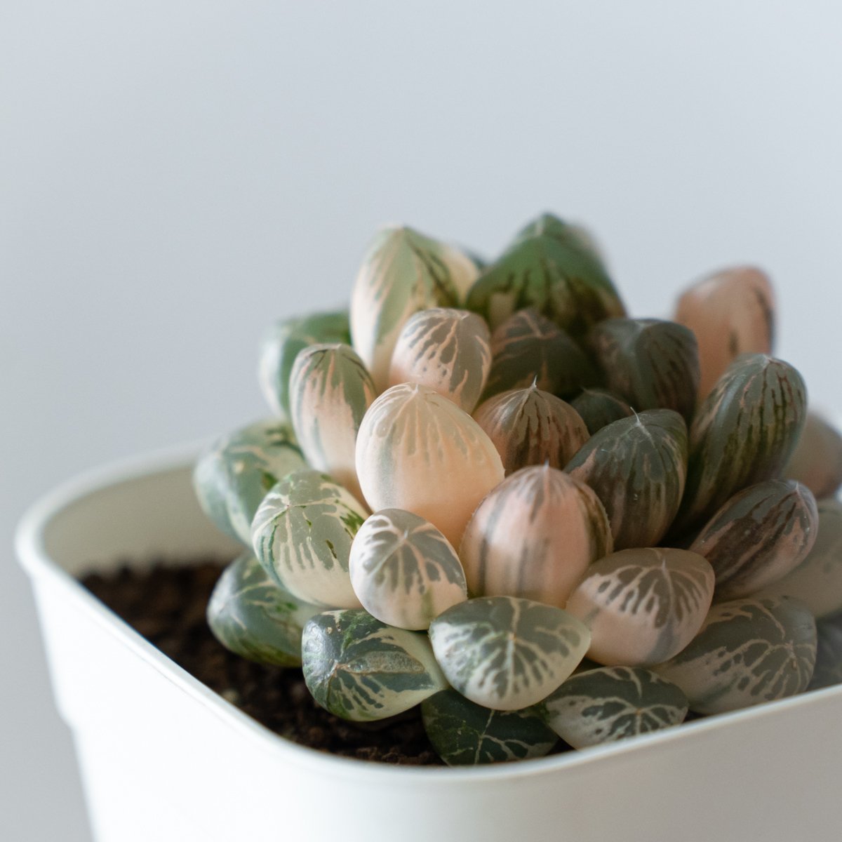 ハオルチア オブツーサ錦 舞姫錦 Haworthia obutusa 'Maihime