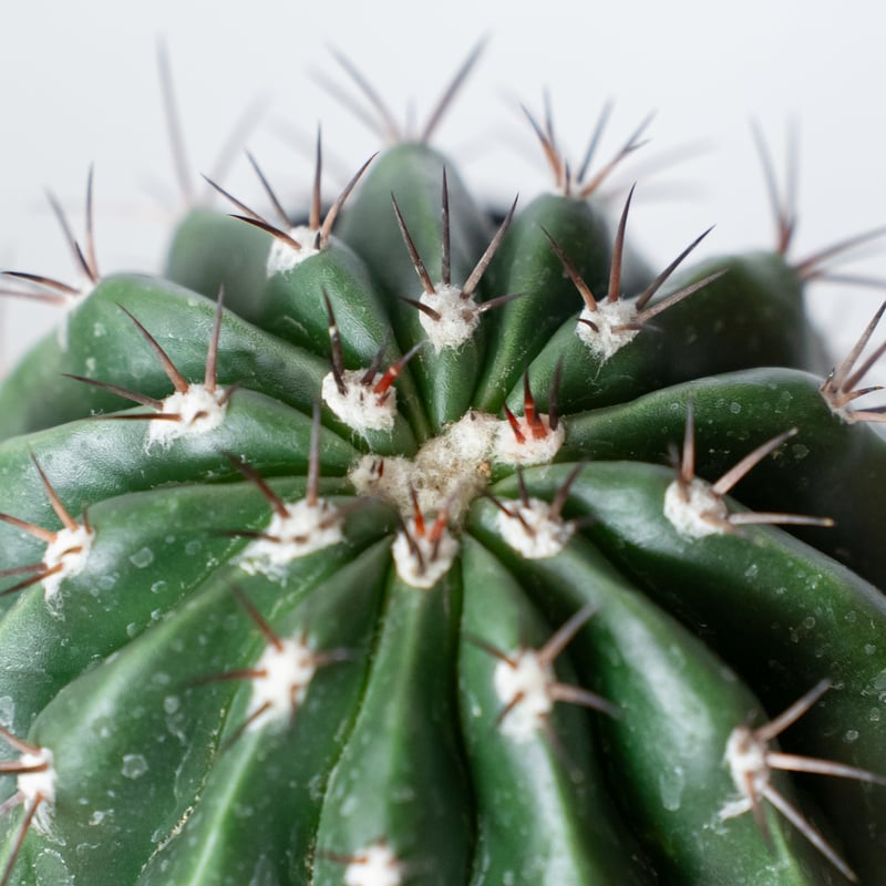 メロカクタス 層雲 実生 Melocactus amoenus サボテン 多肉植物 珍奇