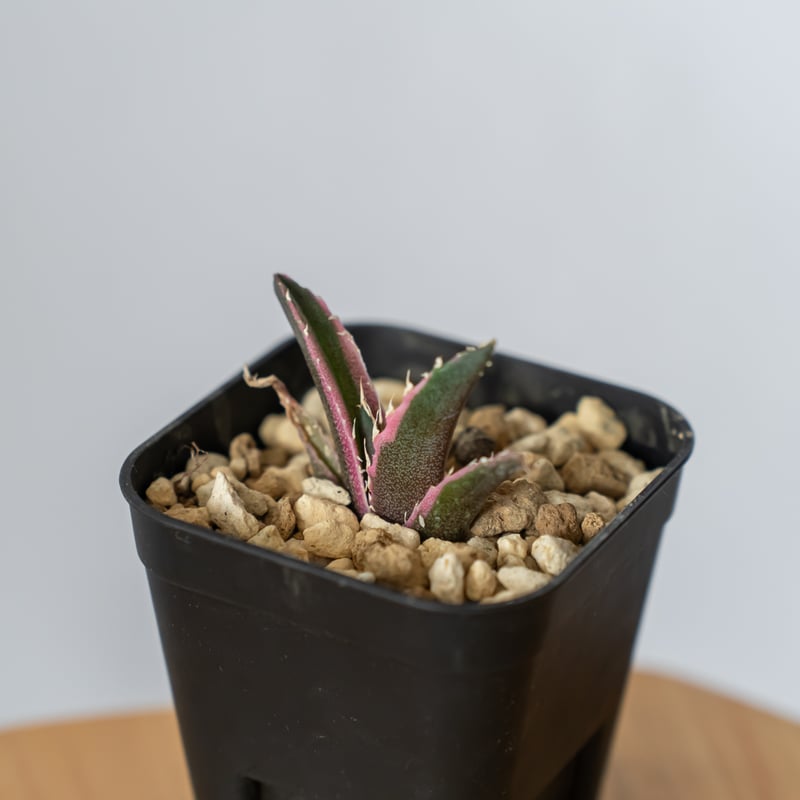 アガベ チタノタ 白鯨 白鯨錦 白覆輪【発根管理中】Agave