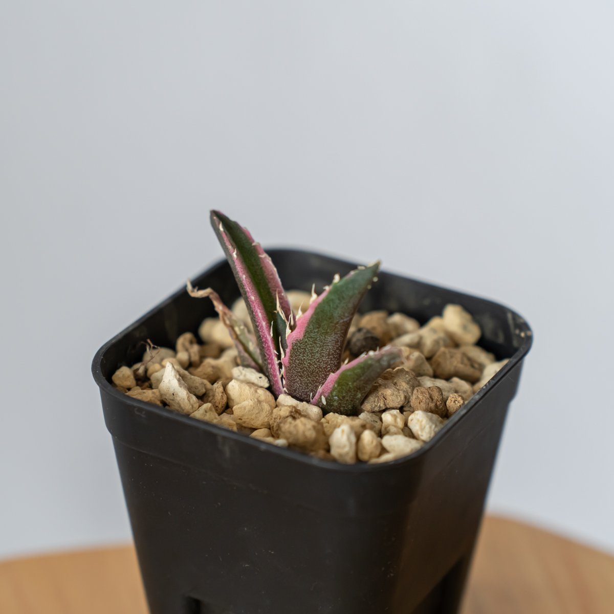 アガベ チタノタ 白鯨 No.003 アガベ チタノタ “白鯨” / Agave Titanota White Wha