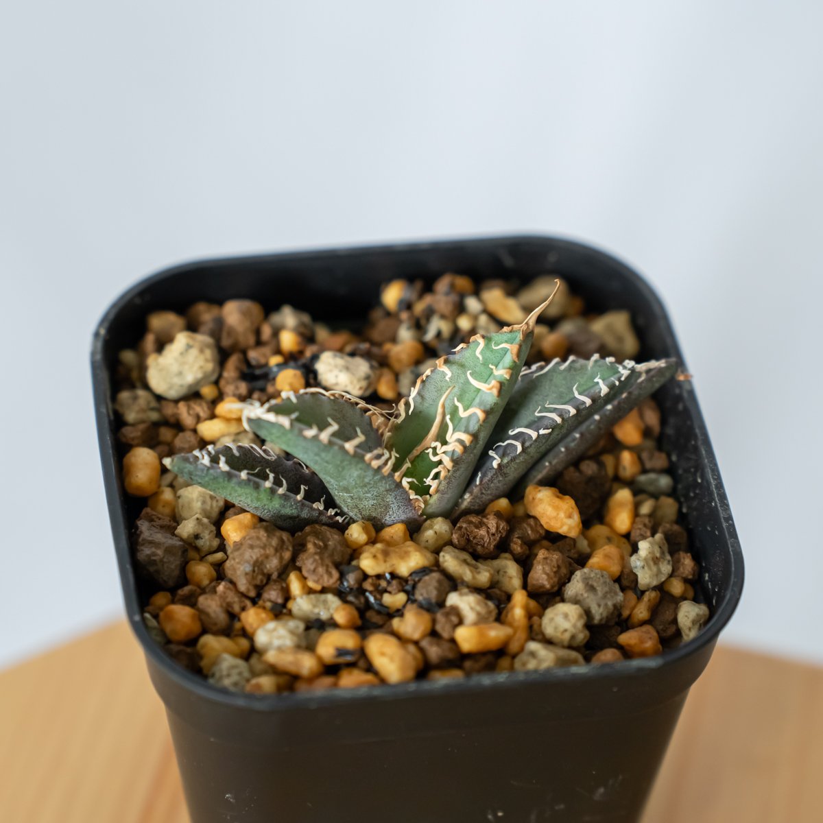 アガベ チタノタ 白幽霊【発根管理中】TC株 agave titanota white gho