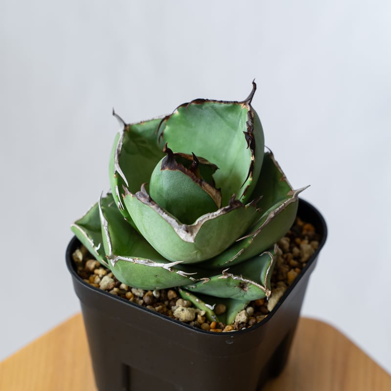 アガベ　チタノタ　ジャガーノート純血 アガベ チタノタ 純血ジャガーノート OC株 Agave titanota Juggernau
