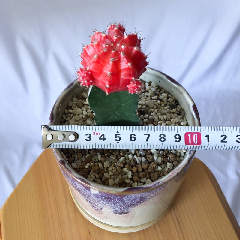 ギムノカリキウム ヒボタン 緋牡丹 鉢セット サボテン 多肉植物 静岡