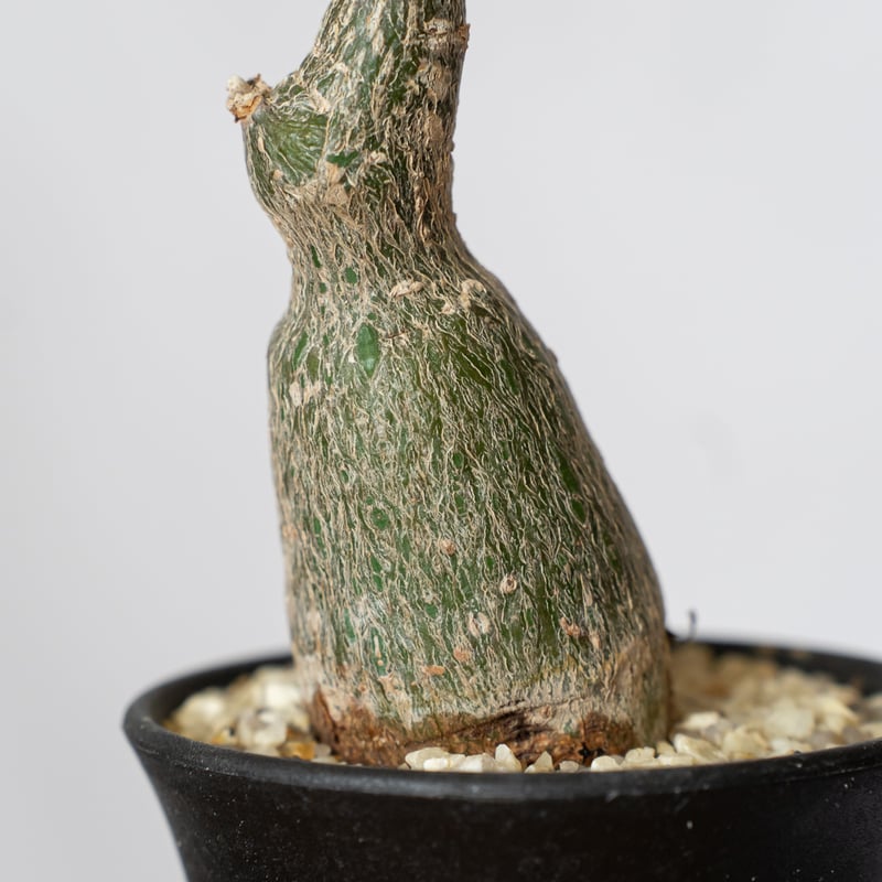 プセウドボンバックス エリプティクム pseudobombax ellipticum