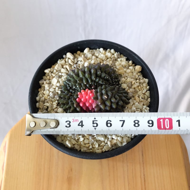 ギムノカリキウム ミハノビッチ フリードリッヒィ LB2178錦 綴化