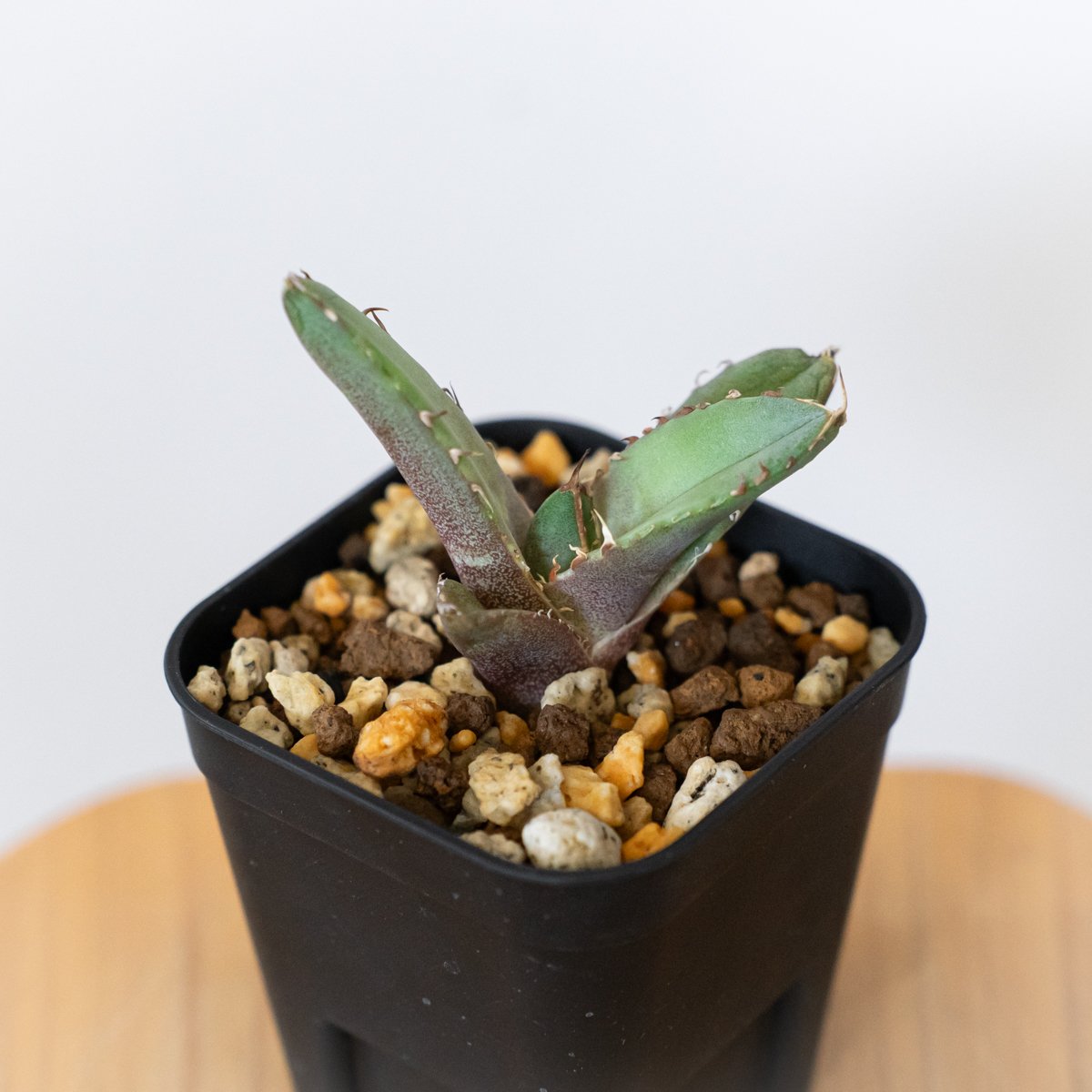 アガベ チタノタ 冠鷲 クラウンイーグル【発根管理中】TC株 Agave