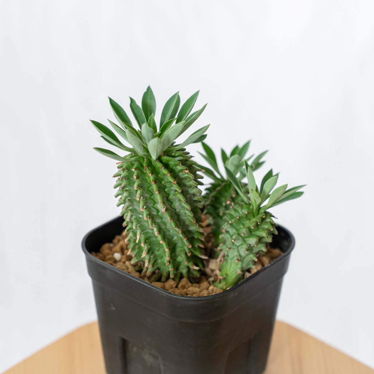 希少珍種 ユーフォルビア・ポンデローサ ①Euphorbia ponderosa 希少珍種 ユーフォルビア・ポンデローサ ①Euphorbia ponderosa 希少珍