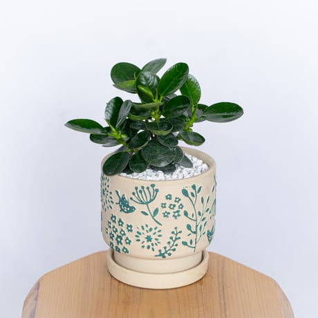 パンダガジュマル | STORES