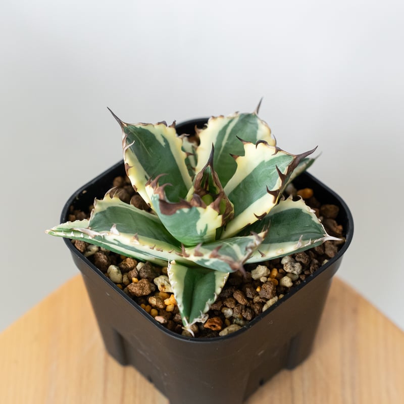 アガベ チタノタ 姫厳竜 白覆輪 姫厳竜錦 姫厳龍錦 TC株 ベアルート