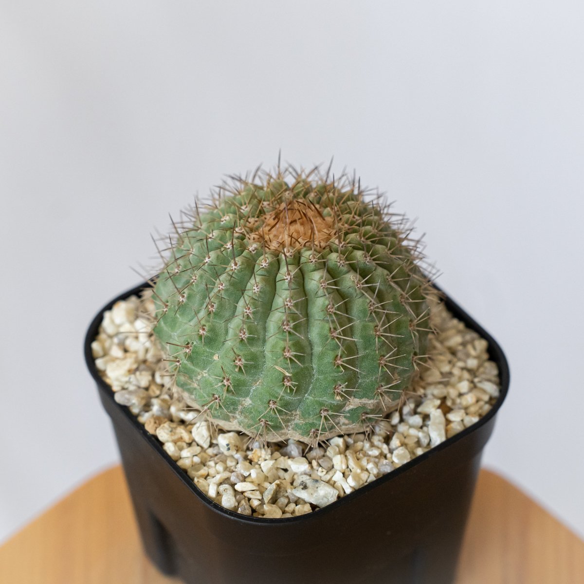 コピアポア コルムナアルバ 孤竜丸 台付 美株 Copiapoa cinerea var. c