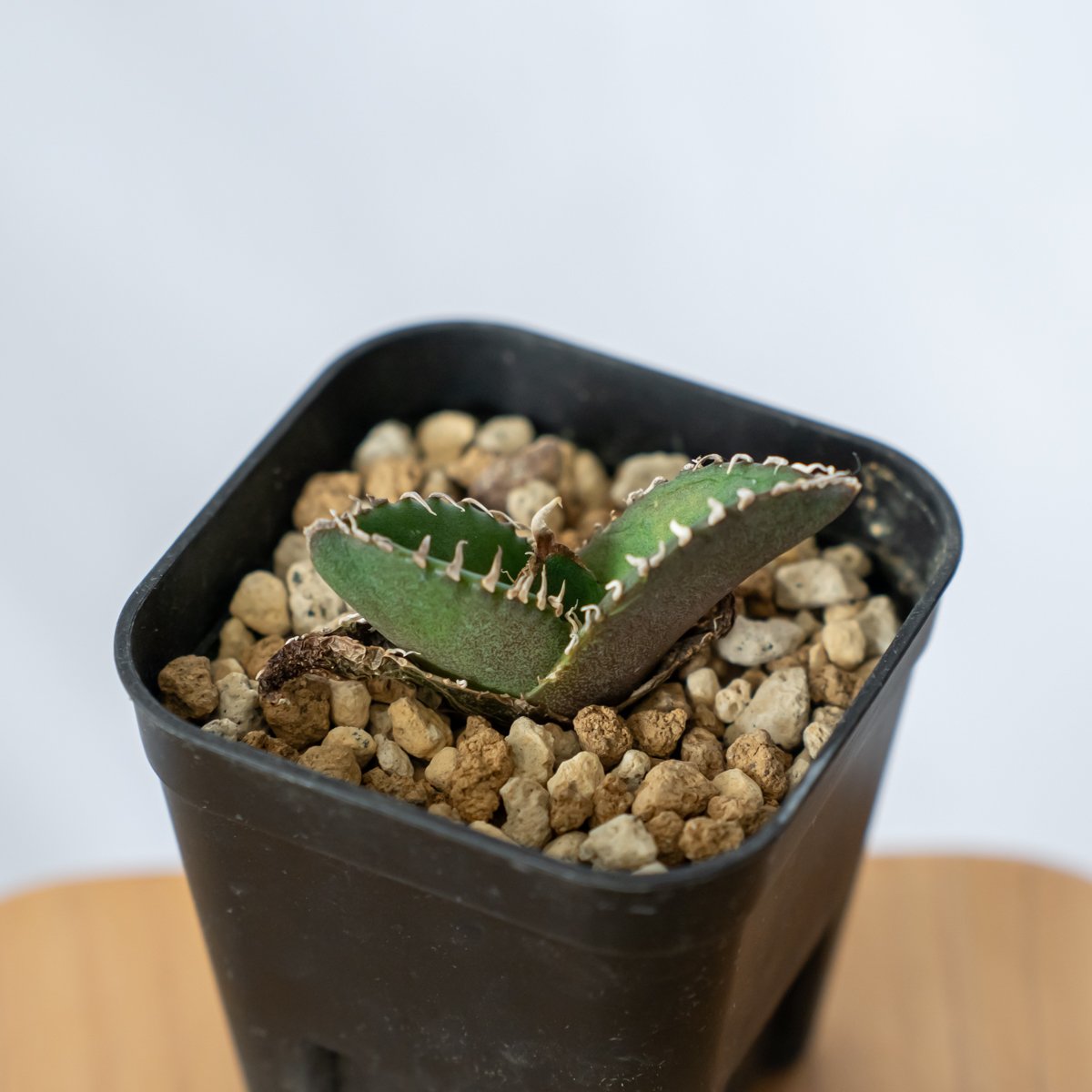 アガベ チタノタ 南アフリカダイヤモンド【発根管理中】TC株 Agave