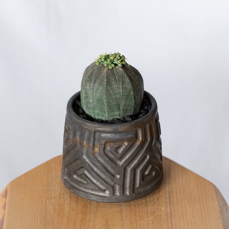 ユーフォルビア オベサ 鉢セット オス株 雄株 美株 Euphorbia obesa 多肉植物 珍奇植物 静岡 ANTIDOTE 通販 S1328