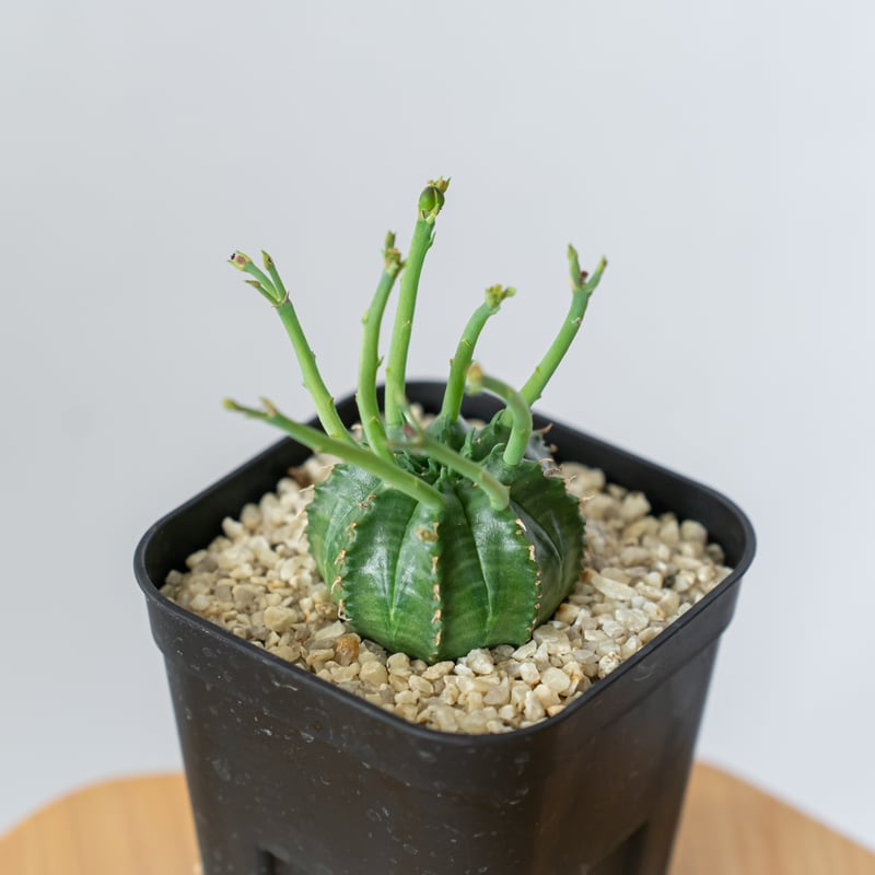 ユーフォルビア スーパーバリダ 実生 Euphorbia super valida 多肉植物