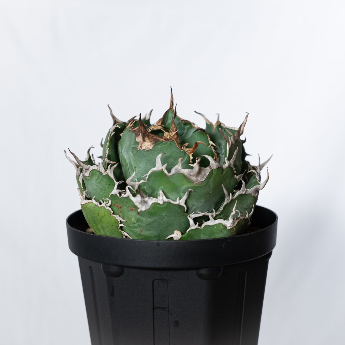 アガベ チタノタ 白鯨 特大株 OC株 Agave titanota White Whale