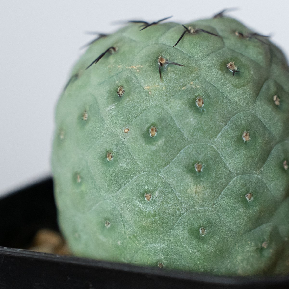 多肉植物 サボテン テフロカクタス ゲオメトリクス 3cm 発根管理中