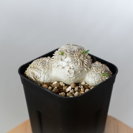 パキポディウム ブレビカウレ 恵比寿笑い 実生 Pachypodium brevicaule 塊根植物 コーデックス 多肉植物 珍奇植物 静岡 ANTIDOTE 通販 S1350