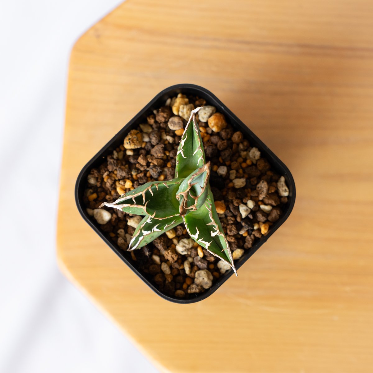 アガベ チタノタ ブツブツノーネーム TC株【発根管理中】Agave