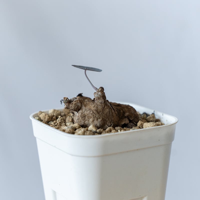 ステファニア・カーウィーサキー 70b3abb21ade987c5870b6374a1227