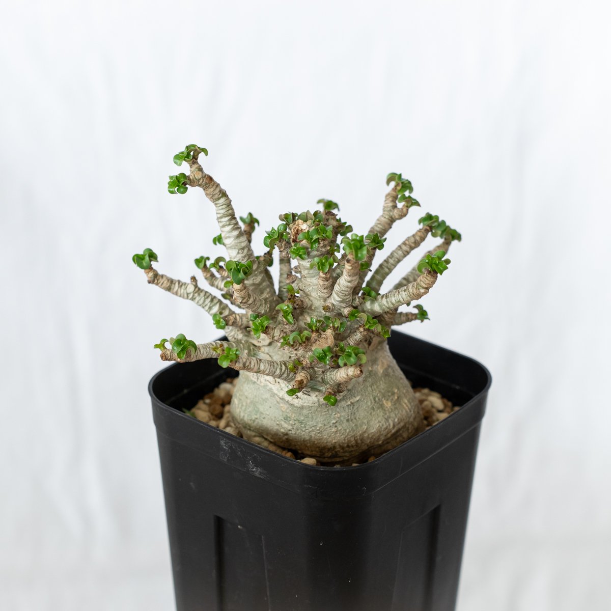 アデニウム アラビカム ドーセットホーン 獅子葉 輸入株 Adenium