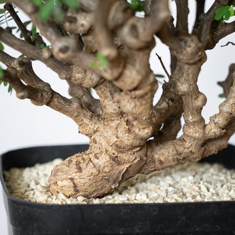 センナ メリディオナリス 特大株 Senna Meridionalis 灌木コーデックス 塊根植物 多肉植物 珍奇植物 静岡 ANTIDOTE 通販 S1082