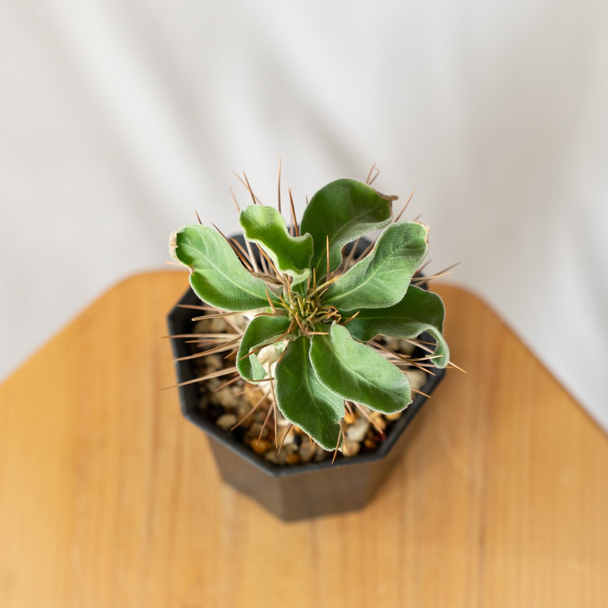 パキポディウム ナマクアナム 光堂 実生 Pachypodium namaquanum