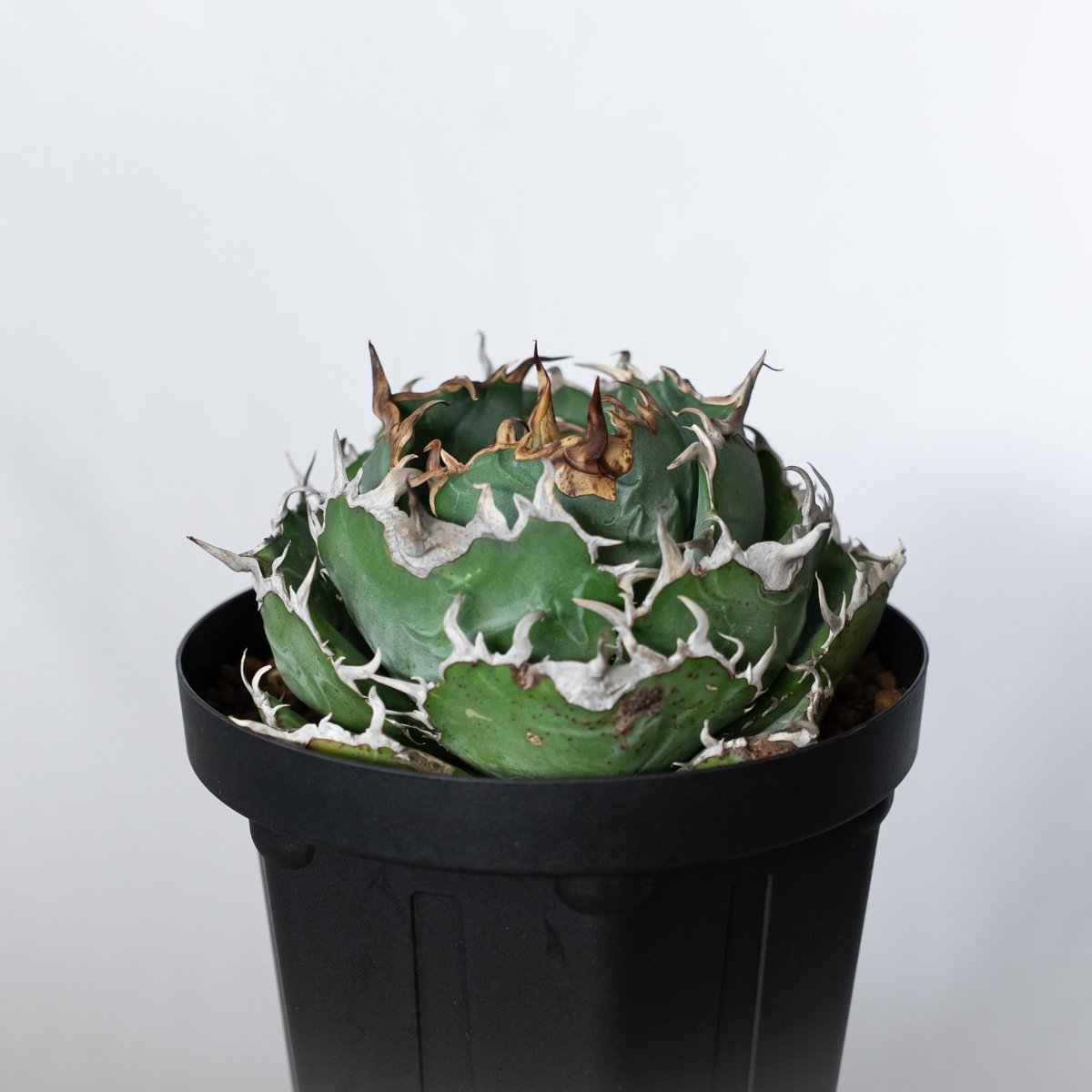 アガベ チタノタ 白鯨 特大株 【発根管理中】OC株 Agave titanota White