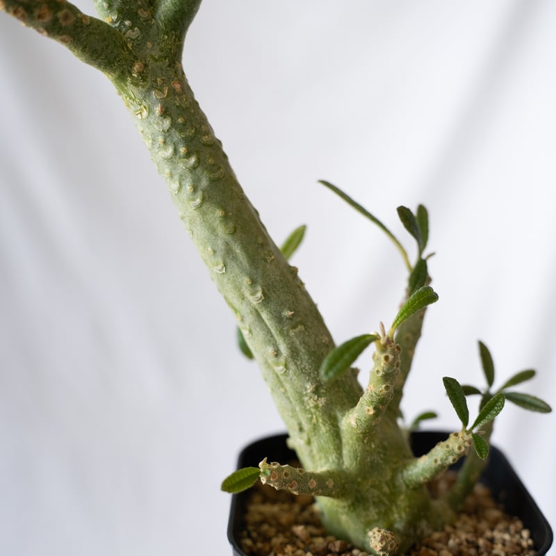 ドルステニア ギガス 発根済み ドルステニア ギガス（発根済み）RF231444(T) | RAFLUM