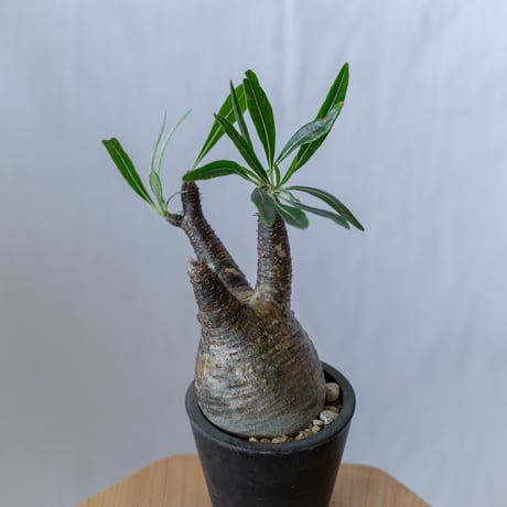 STORES 塊根植物の検索結果 STORES 塊根植物の検索結果