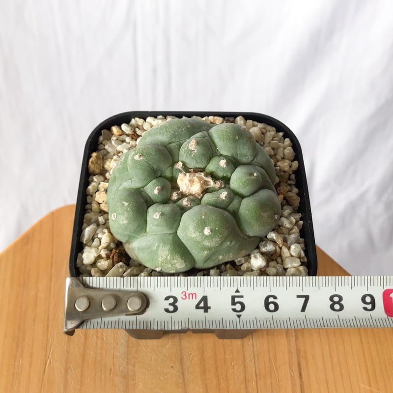 サボテン多肉植物 ロホホラ疣銀冠玉モンスト カキ仔 3苗 W1.5〜