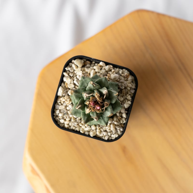 ツルビニカルプス アロンソイ 実生 Turbinicarpus alonsoi サボテン