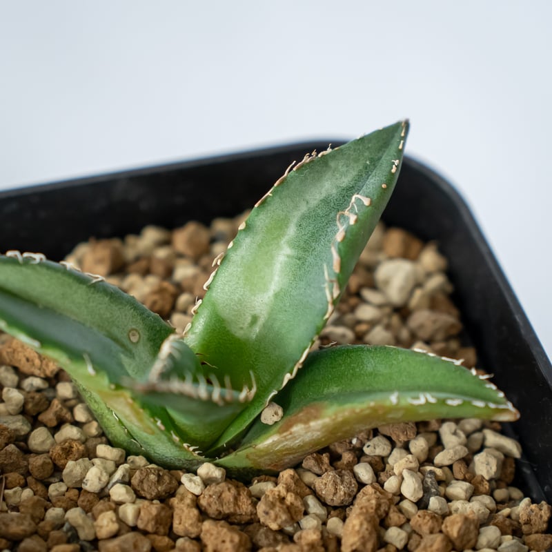 アガベ チタノタ 悪魔くん TC株 Agave titanota 多肉植物 珍奇植物