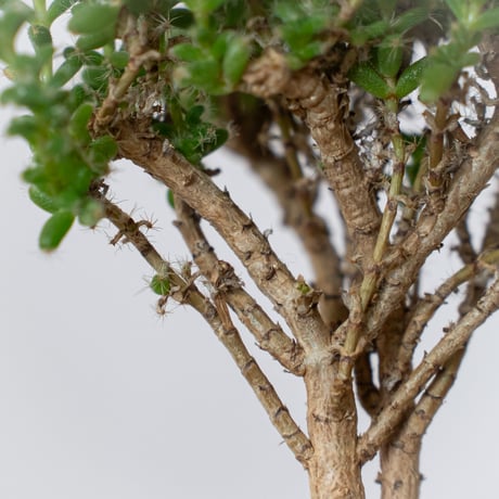 トリコディアデマ ブルボスム 姫紅子松 実生 Trichodiadema bulbosum 盆栽 塊根植物 コーデックス 多肉植物 珍奇植物 静岡 ANTIDOTE 通販 S790