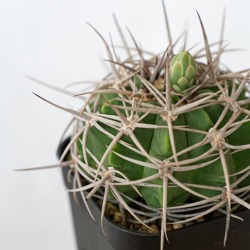 ギムノカリキウム フェロシオール 実生 Gymnocalycium hybopleurum v