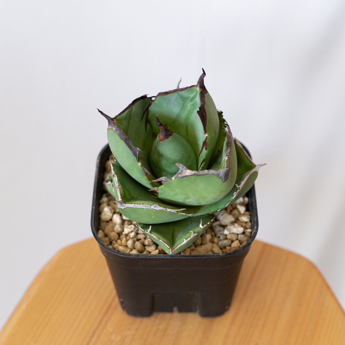 アガベ チタノタ 純血ジャガーノート 美株 OC株 Agave titanota Jugger