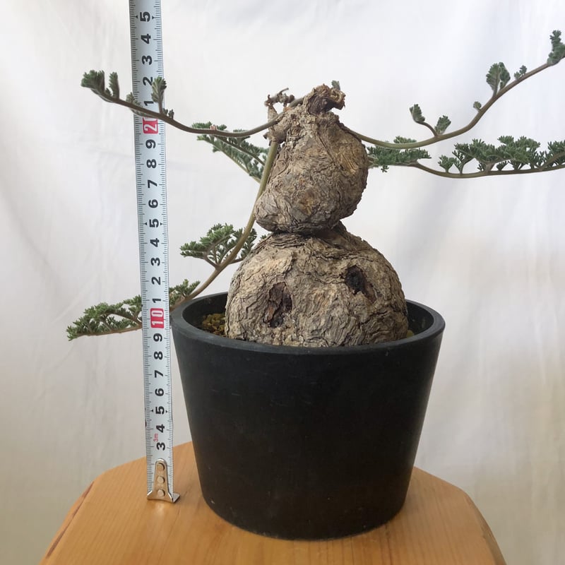 ペラルゴニウム トリステ 大株 美株 Pelargonium triste 多肉植物 珍奇