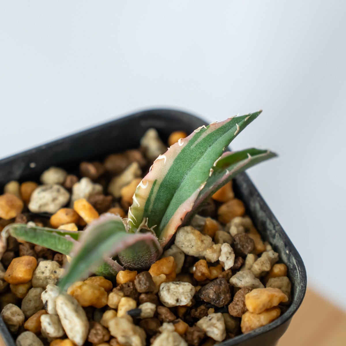 アガベ チタノタ 白鯨 白覆輪 TC株 白鯨錦 Agave titanota White Wh