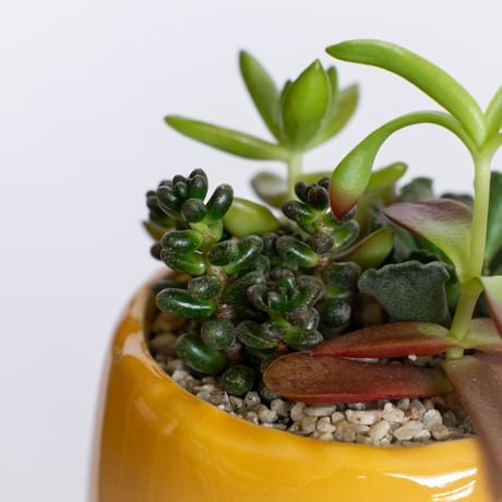 多肉植物 寄せ植え 鉢セット インテリア 多肉植物 観葉植物 珍奇植物 静岡 ANTIDOTE 通販 S1281