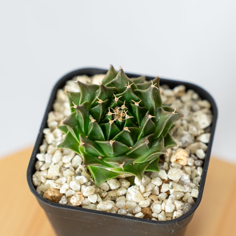 オブレゴニア デニグリー 帝冠 実生 美株 Obregonia denegrii オブレゴニア デニグリー 帝冠 実生 美株 Obregonia denegrii