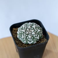 アガベ チタノタ 氷雹【発根管理中】TC株 Agave titanota HYO