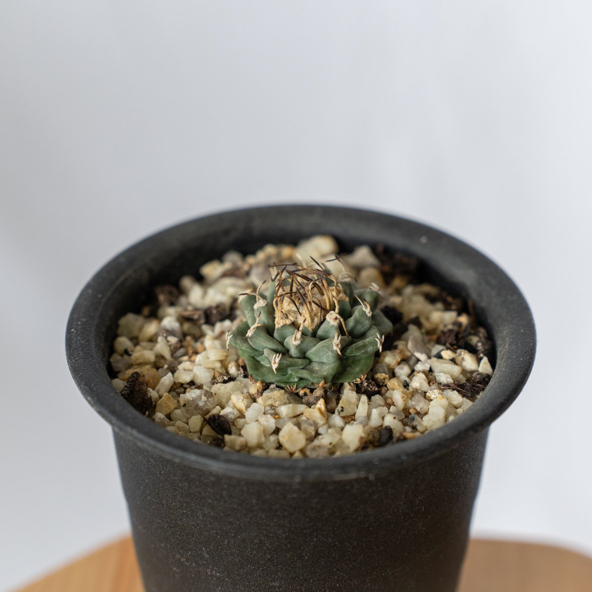 ツルビニカルプス アロンソイ Turbinicarpus alonsoi サボテン 多肉