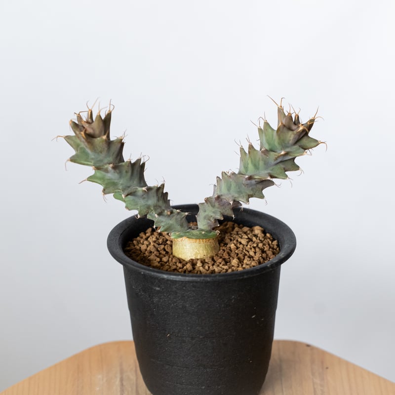 ユーフォルビア トルチラマ 実生 Euphorbia tortirama 多肉植物 珍奇