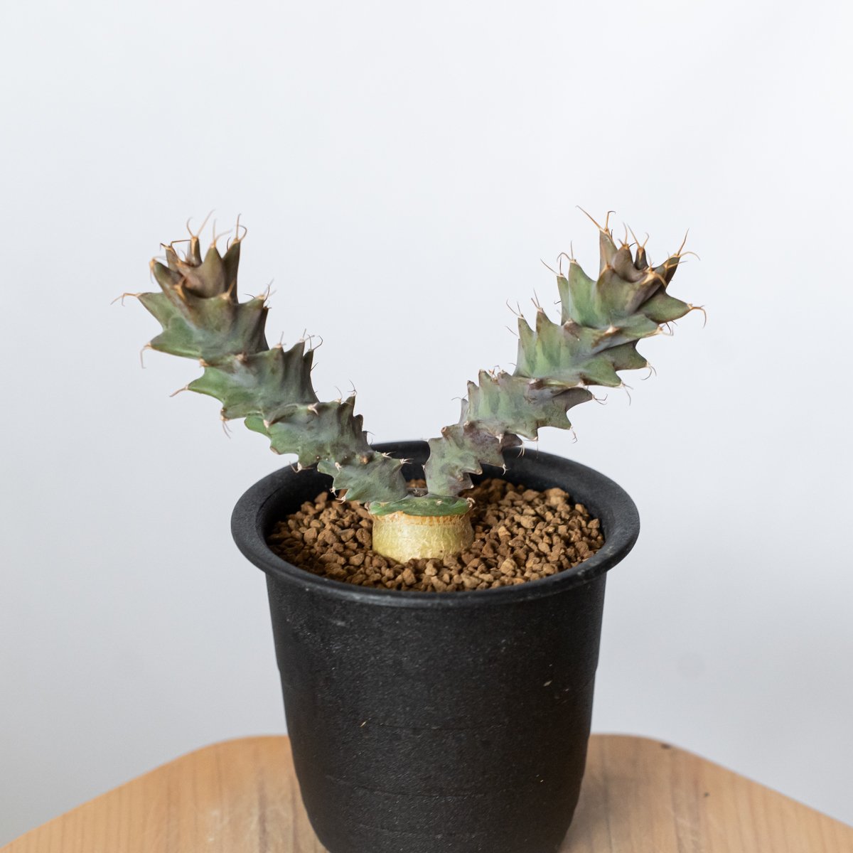 ユーフォルビア トルチラマ 実生 Euphorbia tortirama 多肉植物 珍奇 