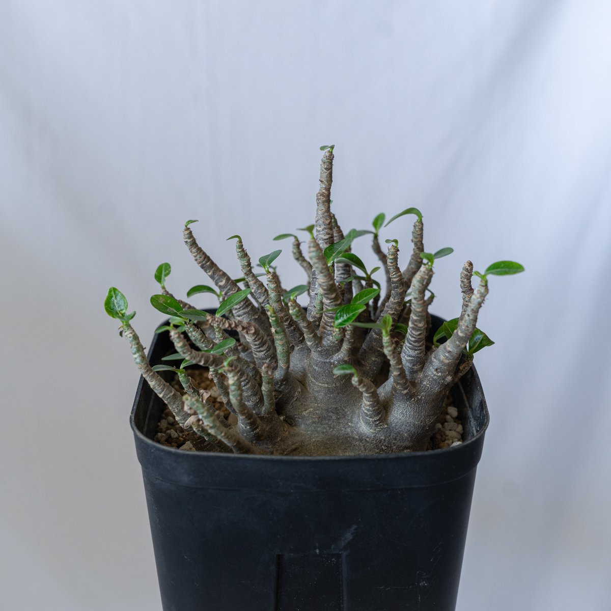 アデニウム ブラックスキン アラビカム 大株 Adenium Arabicum Black S