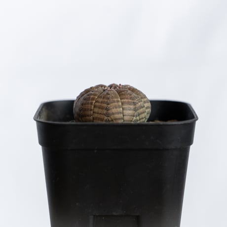 ユーフォルビア オベサ 実生 Euphorbia obesa 多肉植物 珍奇植物 静岡 ANTIDOTE 通販 S1227