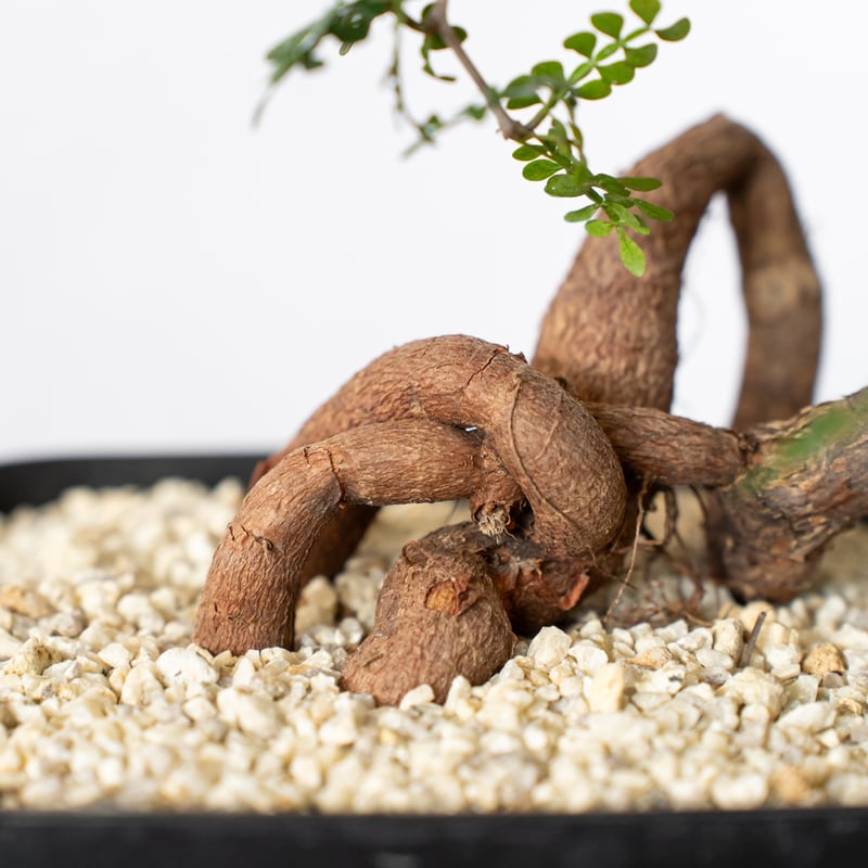 オペルクリカリア パキプス 実生 Operculicarya pachypus 塊根植物 多肉