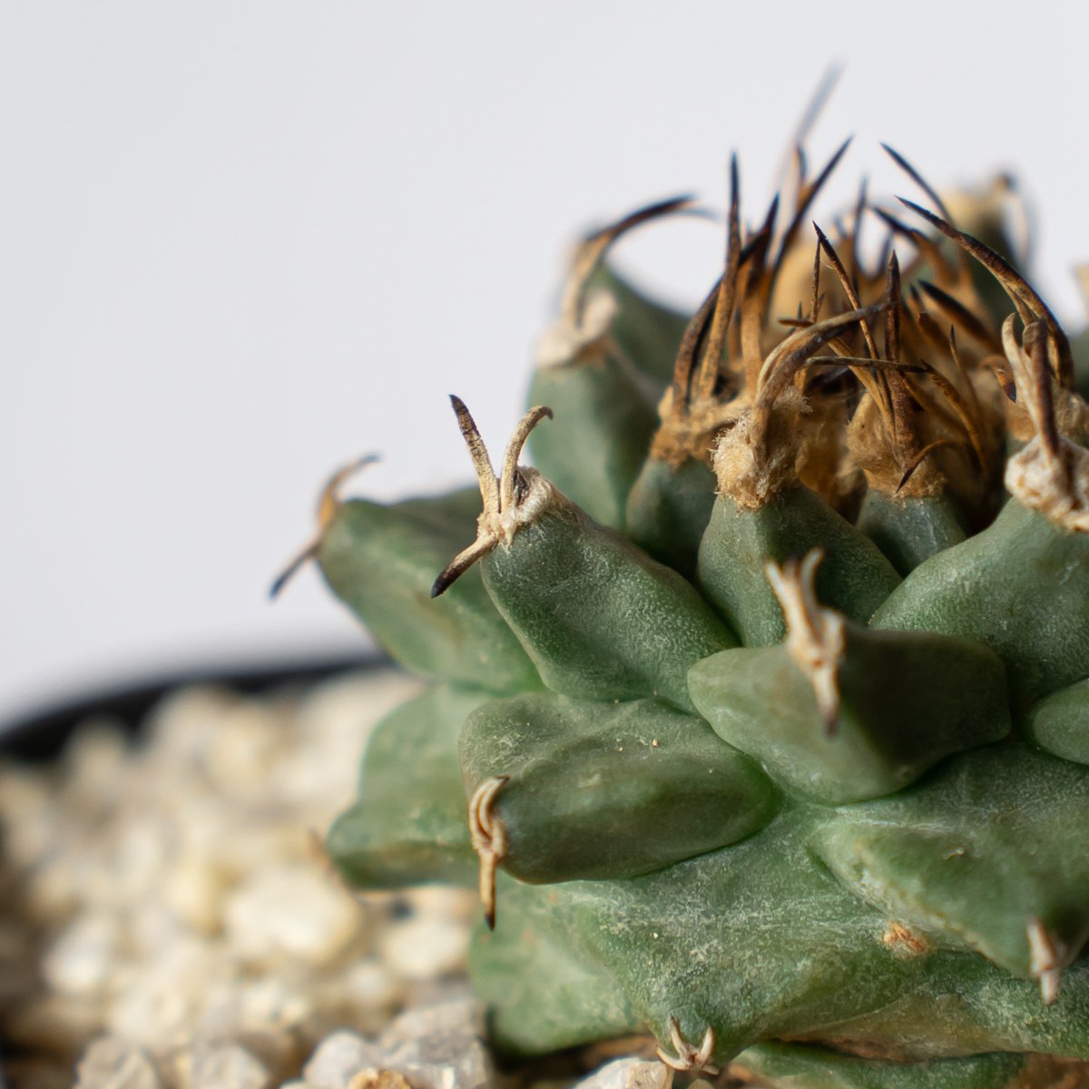 ツルビニカルプス アロンソイ 実生 Turbinicarpus alonsoi サボテン