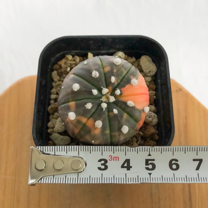 アストロフィツム 瑠璃兜錦 赤斑 美株 実生 Astrophytum asterias 多肉