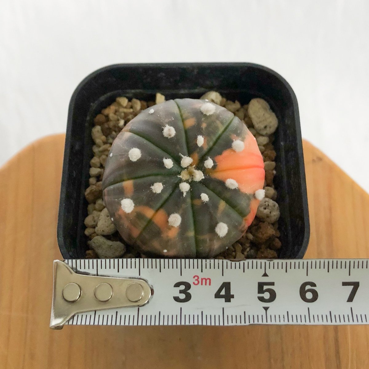 アストロフィツム 瑠璃兜錦 赤斑 美株 実生 Astrophytum asterias 多肉